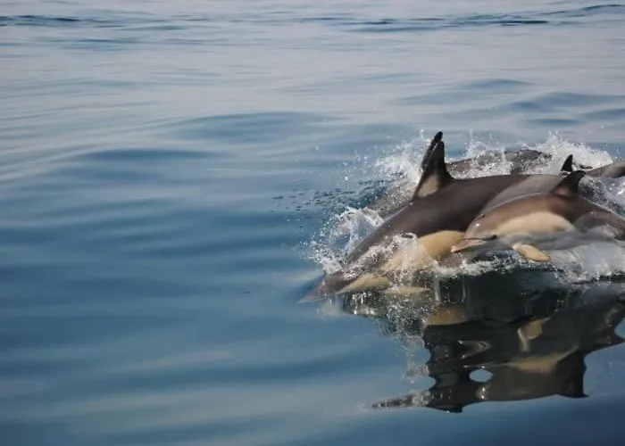 公寓 T2 Oasis Parque, Piscinas, Jacuzzi E Tenis! *